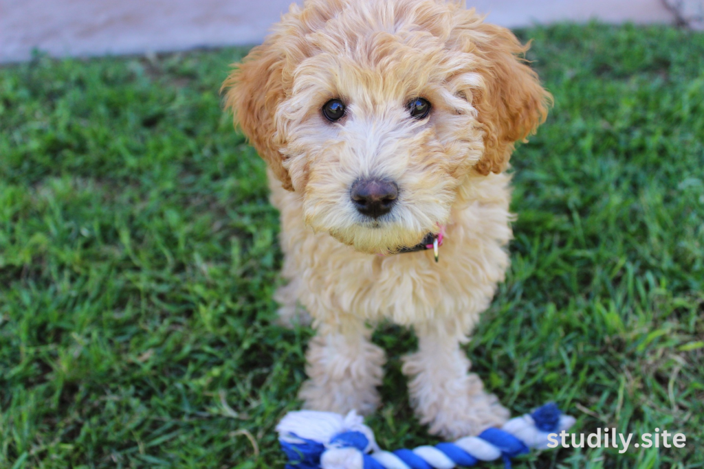 australian labradoodle australia