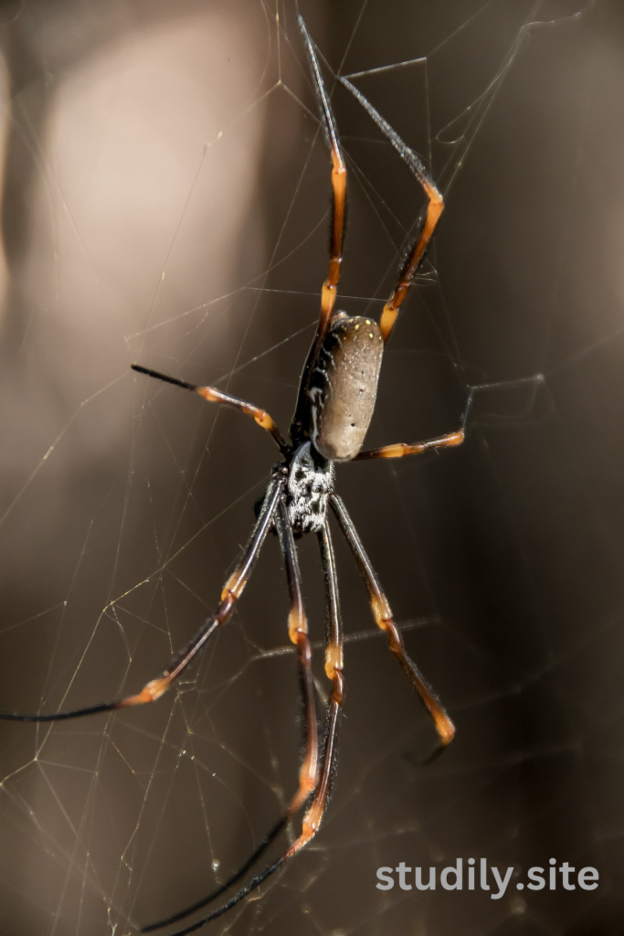 australia spider season