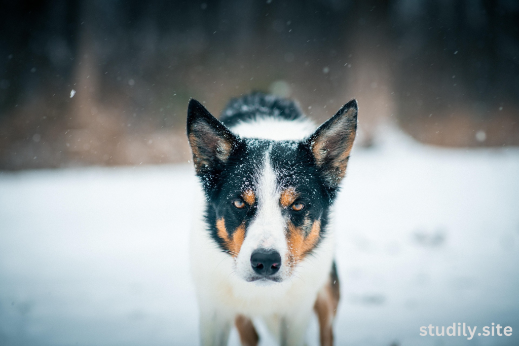 australian shepherd border collie