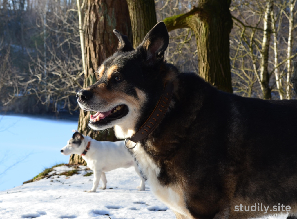 australian shepherd husky mix