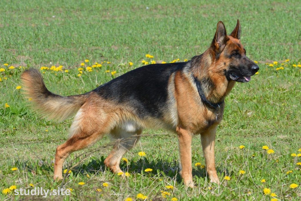 german shepherd australian shepherd mix