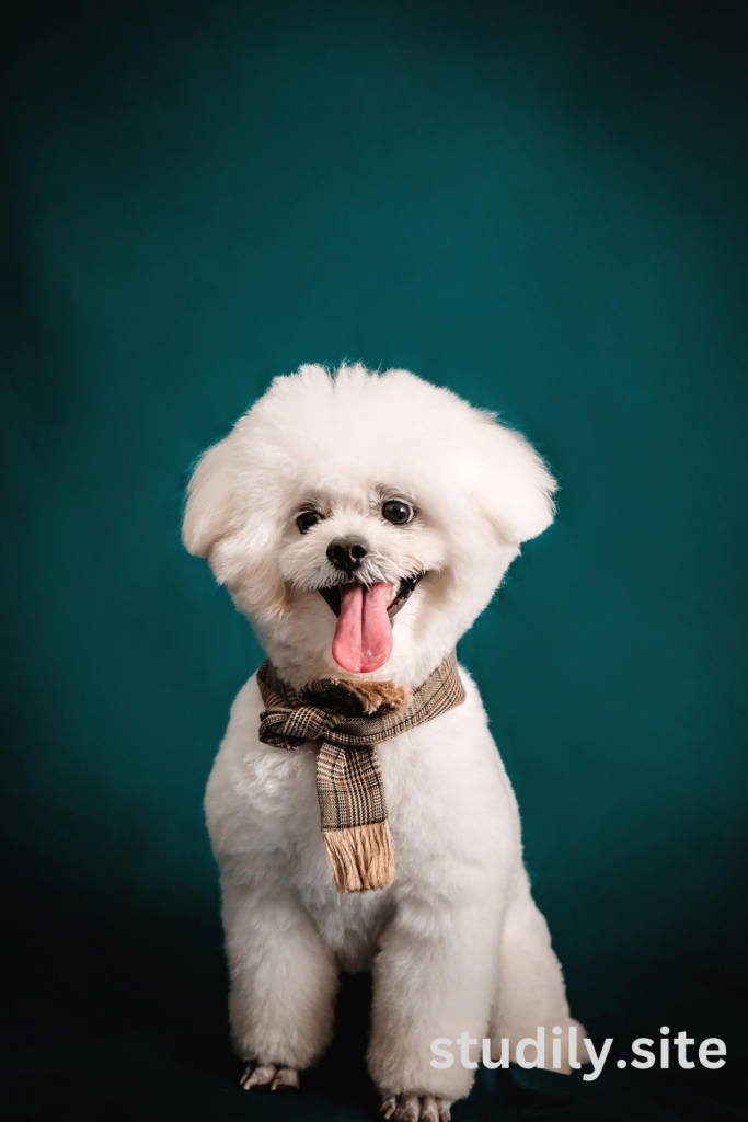 australian labradoodle