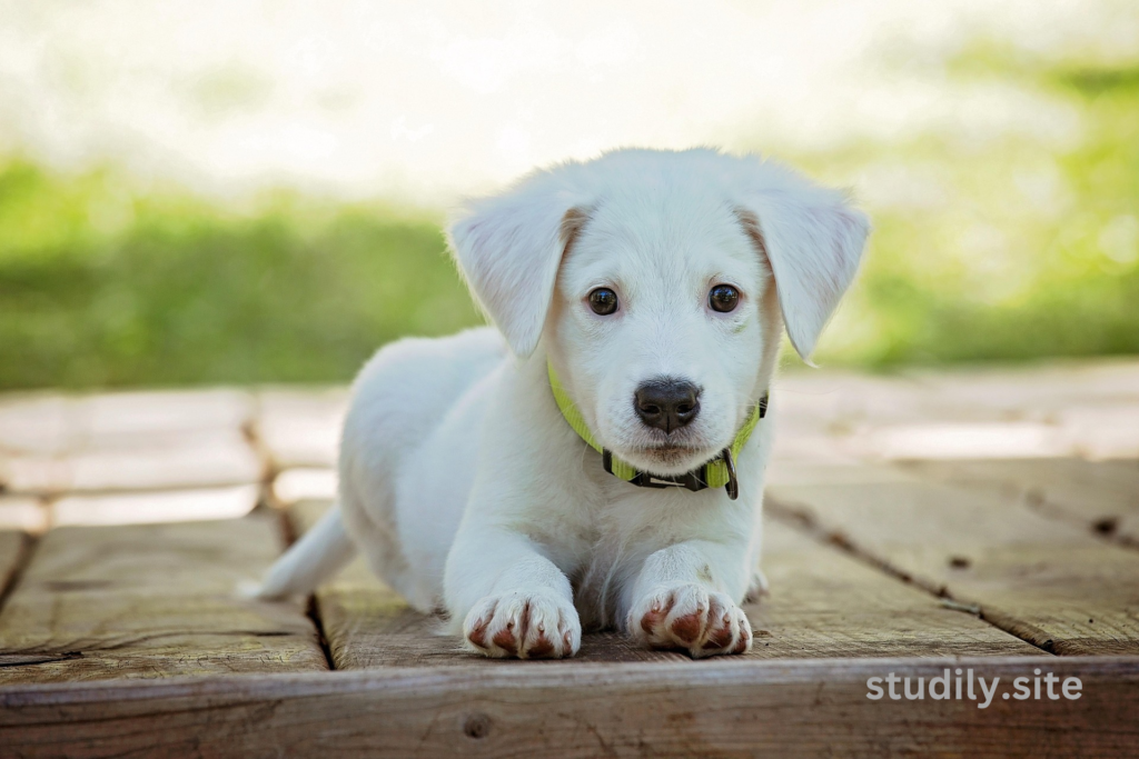 australian cattle dog puppies