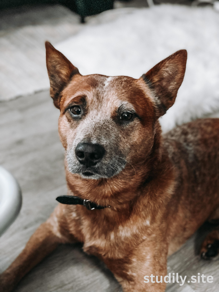 australian cattle red heeler
