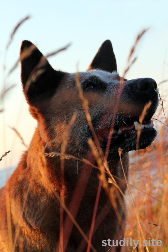 australian cattle dog mix