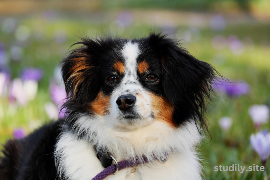 do australian shepherds shed