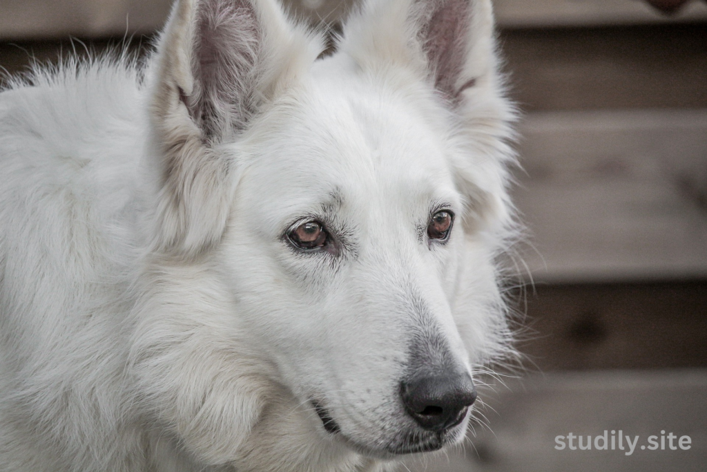 australian shepherd blue heeler mix