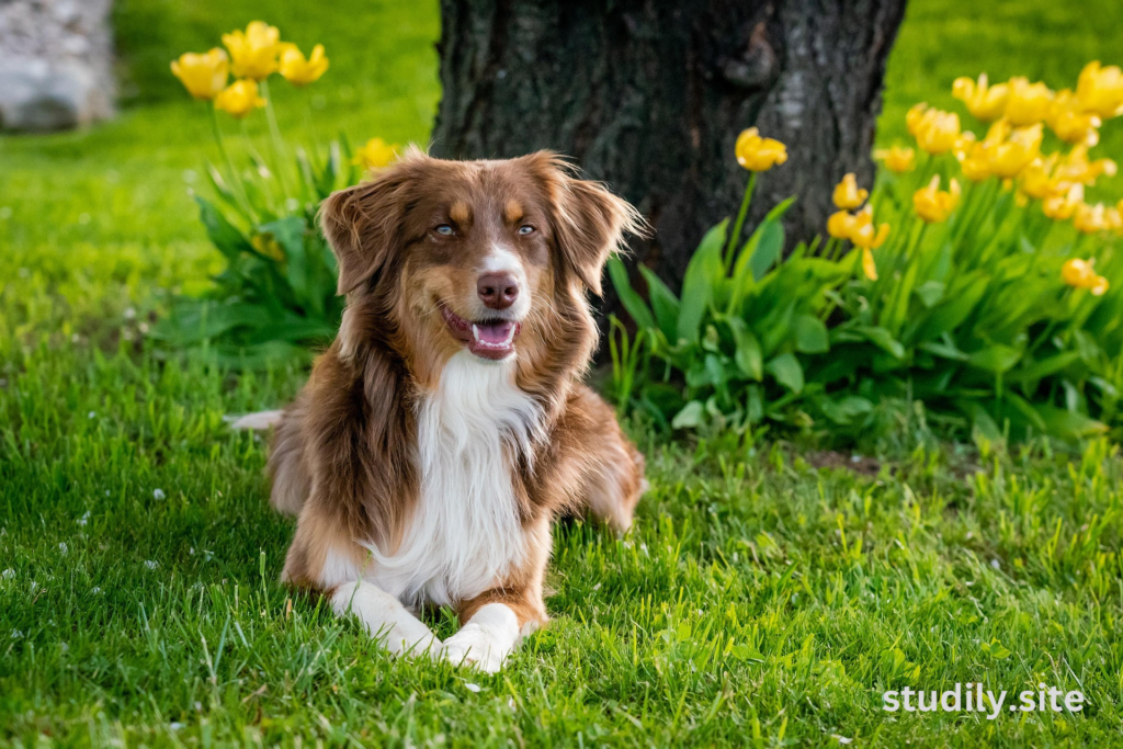 toy australian shepherd