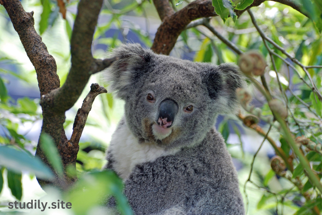 drop bears australia