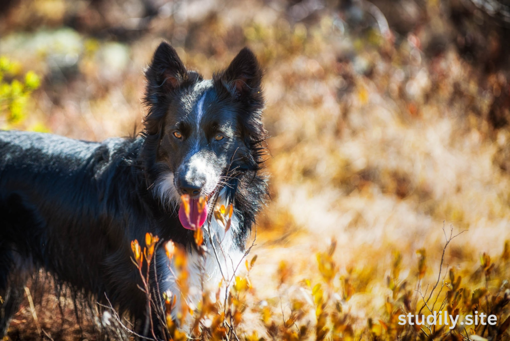 australian shepherd border collie