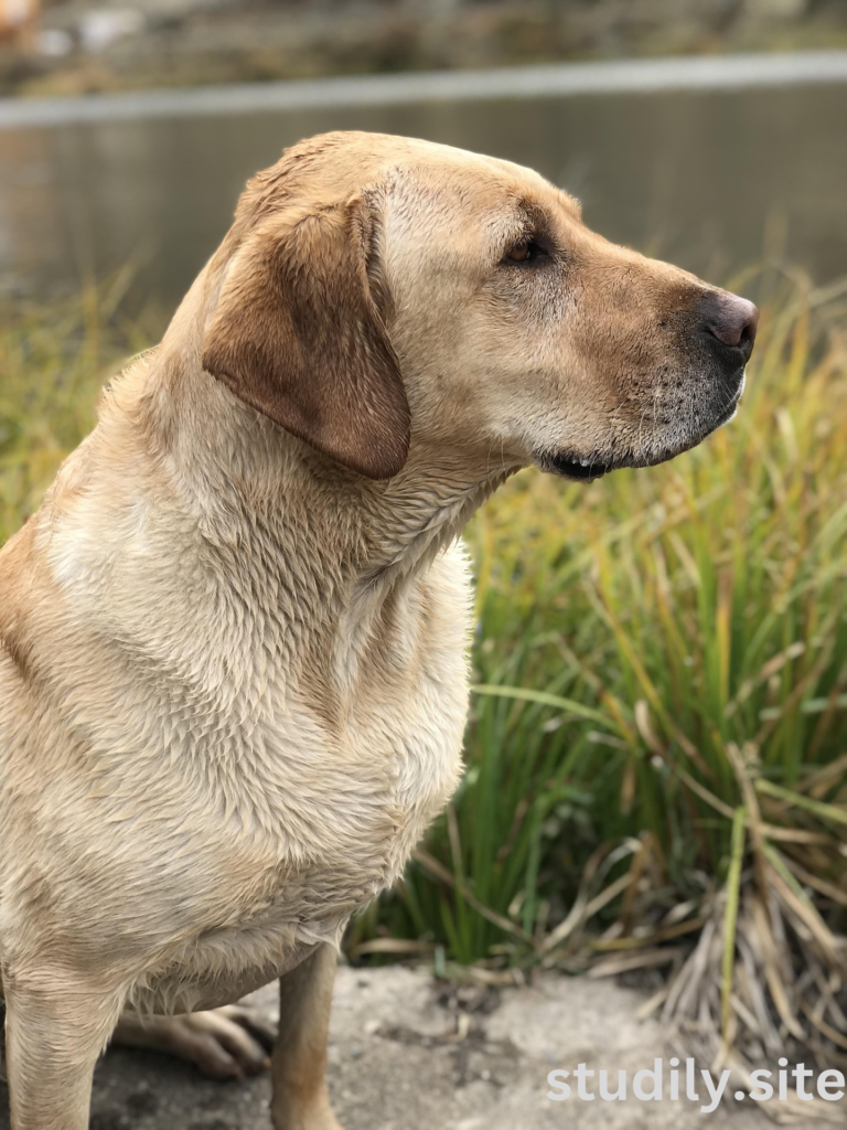 australian shepherd lab mix