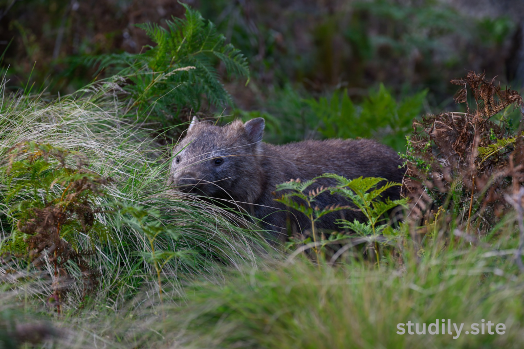 wombats australia