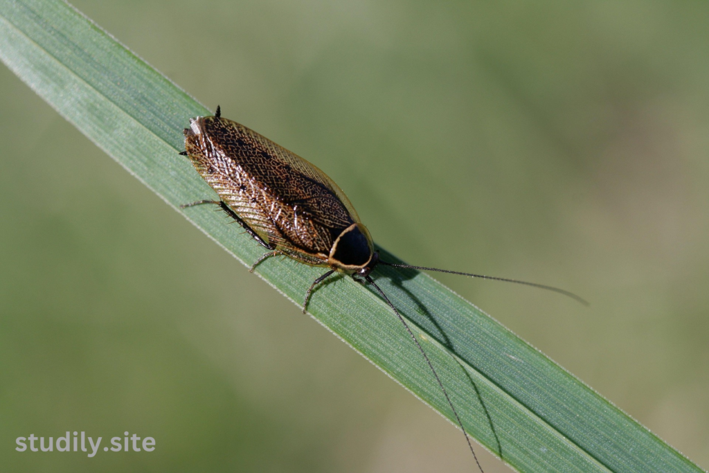 australian cockroach