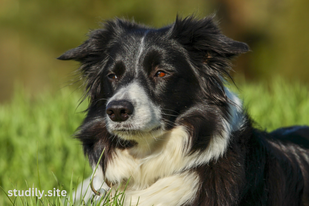 border collie australian shepherd mix